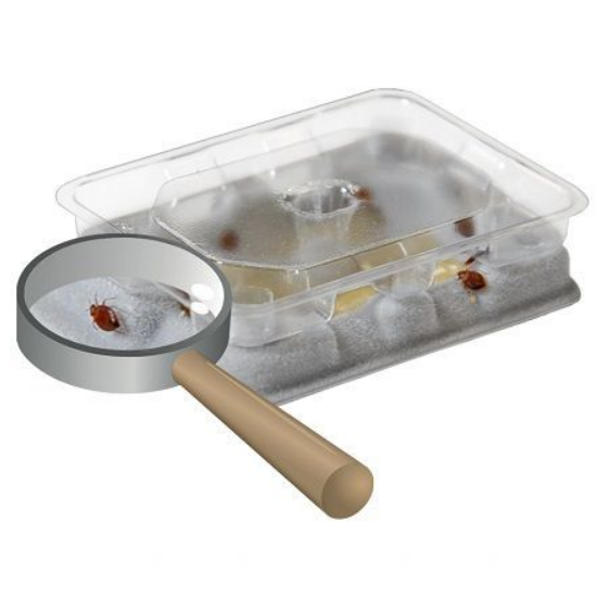 Клеевой монитор постельных клопов Catchmaster BDS-SLDR96 Клеевой монитор постельных клопов Catchmaster BDS-SLDR96