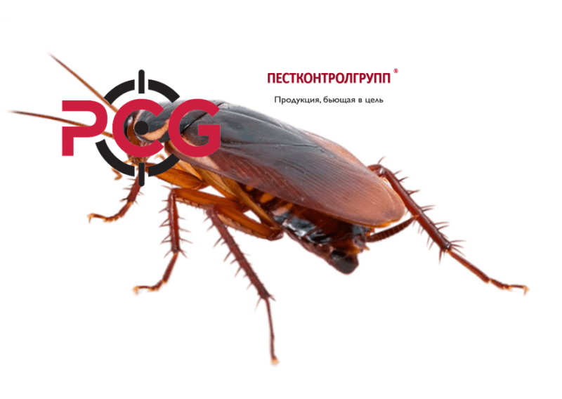 КДПП - Комплексная Дезинсекция Предприятий Питания