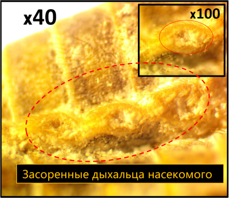 Порошок для профилактической дезинсекции "Террицепт - Кристалл" 130г