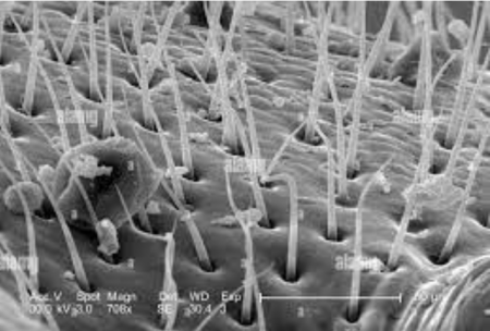 Порошок для профилактической дезинсекции "Террицепт - Кристалл" 130г