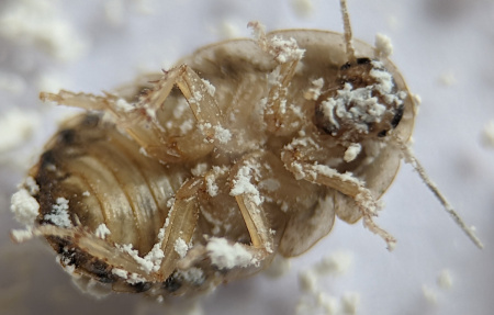 Порошок для профилактической дезинсекции "Террицепт - Кристалл" 130г