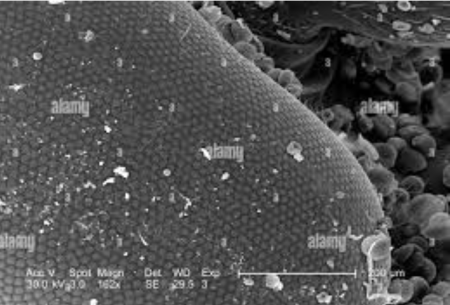 Порошок для профилактической дезинсекции "Террицепт - Кристалл" 130г
